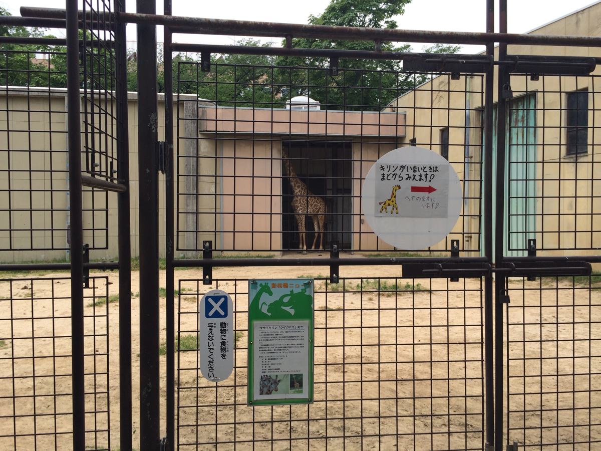 王子動物園動物のキリン