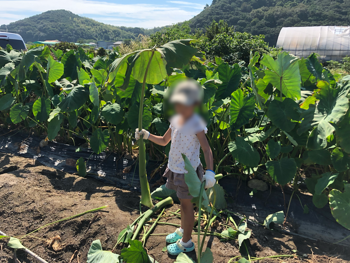 岡山の小串観光芋掘り園でさといもの葉っぱを持つ娘